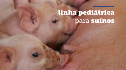 Linha pediátrica para suínos