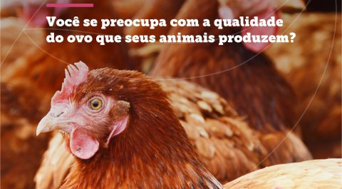 Você se preocupa com a qualidade do ovo que os seus animais produzem?