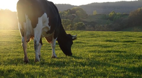 Estresse térmico: Como minimizar as consequências através...