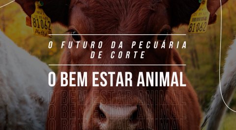 O Futuro da Pecuária de Corte