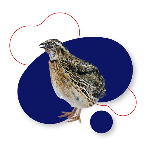 Quail