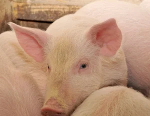 Qual é a nutrição adequada para suínos na fase de terminação?